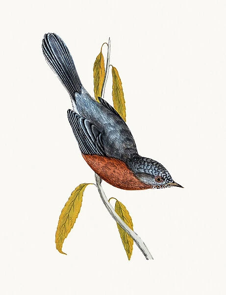 Dartford Warbler. A photograph of an original hand-colored engraving