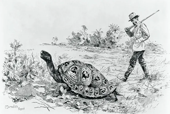 Framed Print : Darwin Testing the Speed of an Elephant Tortoise (Galapagos Islands) by Meredith Nugent Framed Print : Darwin Testing the Speed of an Elephant Tortoise (Galapagos Islands) by Meredith Nugent