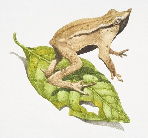 Darwins Frog, Rhinoderma darwini, sandy brown frog with a black strip leaping