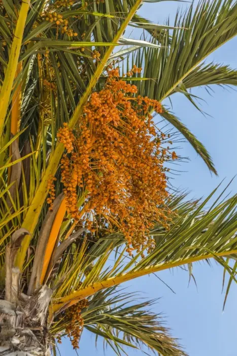 Framed Print : Date palm -Phoenix sp. -, Jardim de Sagres, Sagres, Algarve, Portugal, Europe Framed Print : Date palm -Phoenix sp. -, Jardim de Sagres, Sagres, Algarve, Portugal, Europe