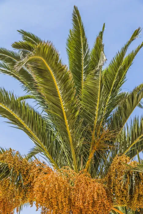 Framed Print : Date palm -Phoenix sp. -, Jardim de Sagres, Sagres, Algarve, Portugal, Europe Framed Print : Date palm -Phoenix sp. -, Jardim de Sagres, Sagres, Algarve, Portugal, Europe