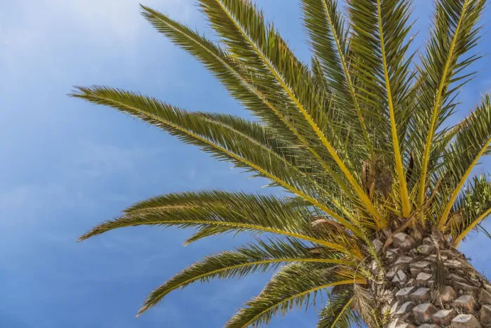 Framed Print : Date palm -Phoenix sp. -, Jardim de Sagres, Sagres, Algarve, Portugal, Europe Framed Print : Date palm -Phoenix sp. -, Jardim de Sagres, Sagres, Algarve, Portugal, Europe