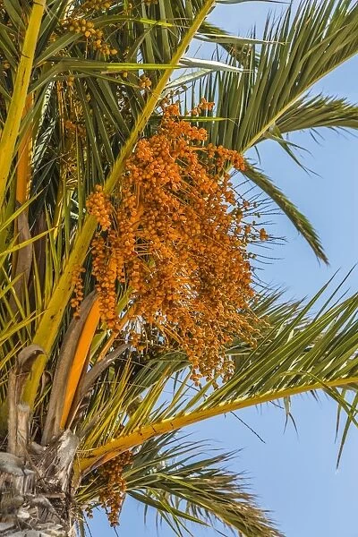 Date palm -Phoenix sp. -, Jardim de Sagres, Sagres, Algarve, Portugal, Europe
