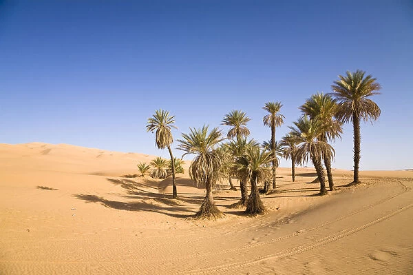 Date Palms (Phoenix spec. ), in the Libyan Desert, Um el Ma Oasis, Libya, Sahara, North Africa, Africa