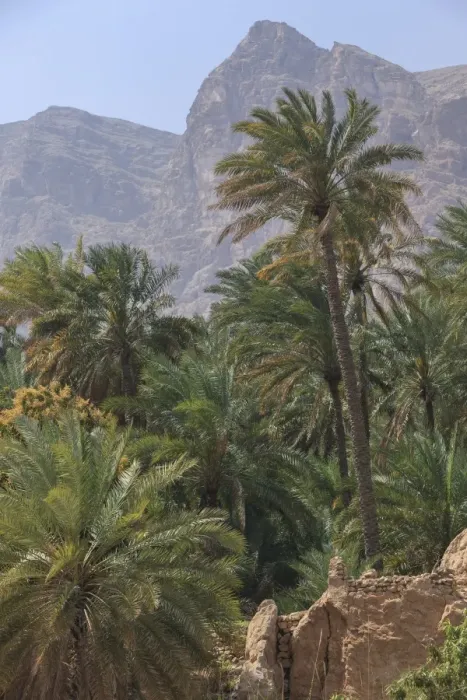 Framed Print : Date palms in Wadi Tiwi with Hajar Mountains, Ash-Sharqiyah, Oman Framed Print : Date palms in Wadi Tiwi with Hajar Mountains, Ash-Sharqiyah, Oman