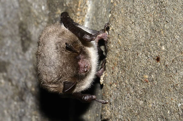Daubentons Bat -Myotis daubentoni-, species in Annex IV of the Habitats Directive, in winter quarters, hibernating in a tunnel, Topor, Kiel, Schleswig-Holstein, Germany, Europe