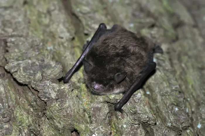 Framed Print : Daubentons Bat -Myotis daubentonii-, hanging on a tree trunk, woods near Geesthacht, Schleswig-Holstein, Germany, Europe Framed Print : Daubentons Bat -Myotis daubentonii-, hanging on a tree trunk, woods near Geesthacht, Schleswig-Holstein, Germany, Europe