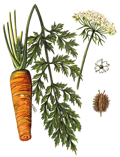 Daucus carota, whose common names include wild carrot, birds nest, bishops lace
