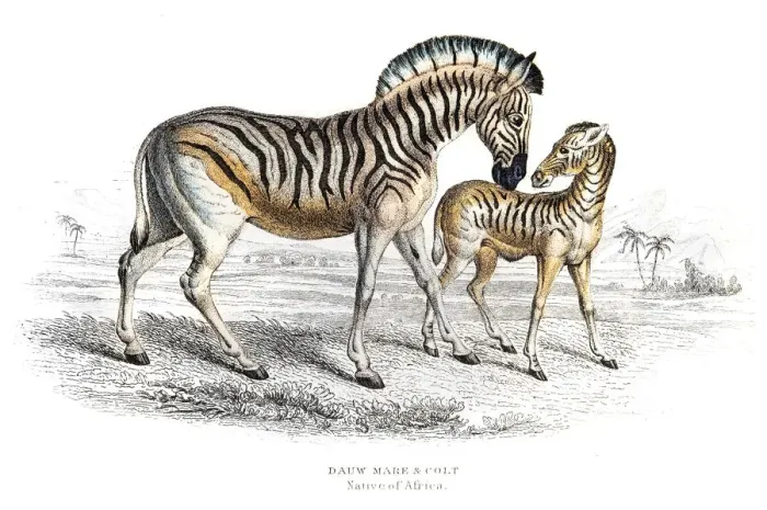 Framed Print : Dauw zebra and colt engraving Framed Print : Dauw zebra and colt engraving