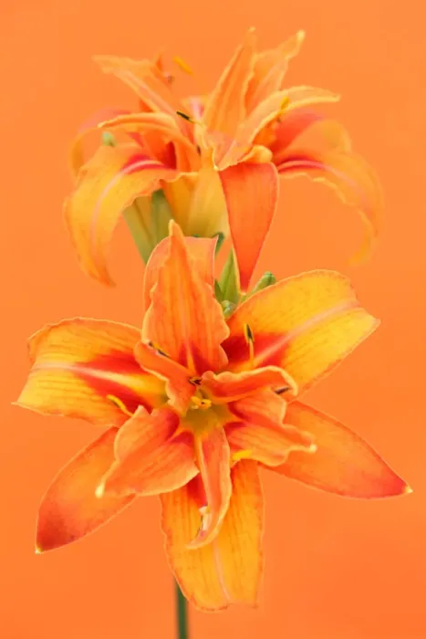Framed Print : Day Lily. Orange day lily Framed Print : Day Lily. Orange day lily