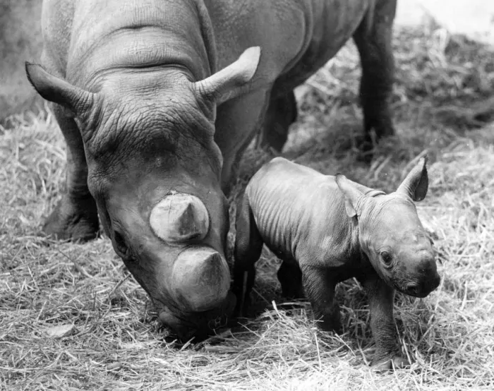 Framed Print : Two Day Old Rhino