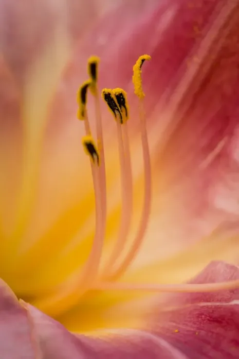 Framed Print : daylily close up portrait of stamens
