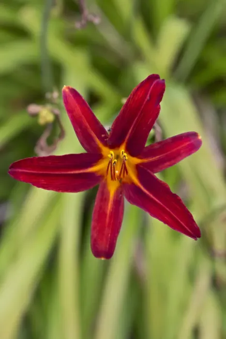 Framed Print : Daylily -Hemerocallis-, red Framed Print : Daylily -Hemerocallis-, red