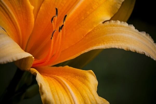 Daylily -Hemerocallis sp. -, flower