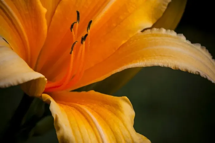 Framed Print : Daylily -Hemerocallis sp. -, flower Framed Print : Daylily -Hemerocallis sp. -, flower