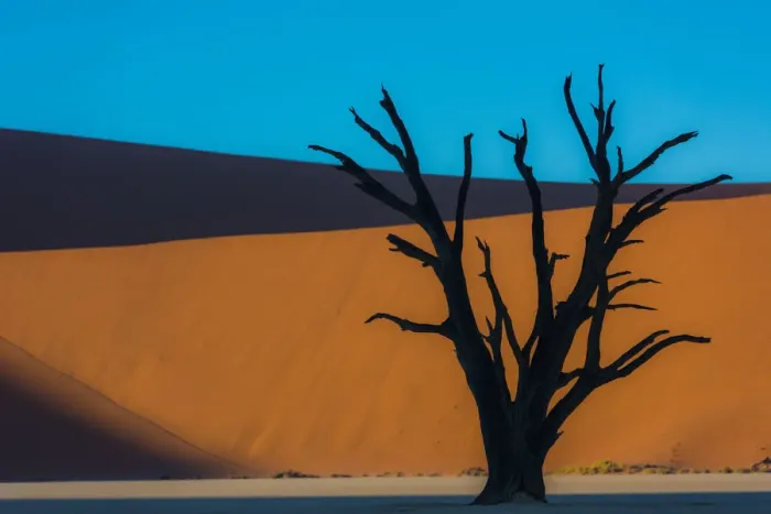 Framed Print : Dead Acacia tree silhouetted against sand dunes at Dead Vlei, Namibia