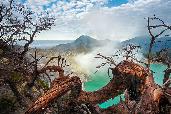 The dead branches and Ijen crater