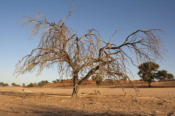 Dead and dried tree in the Auob river, Kgalagadi Transfrontier Park