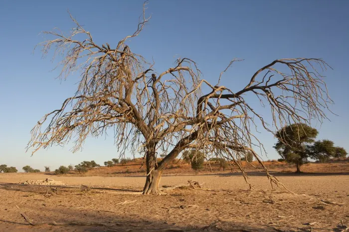 Framed Print : Dead and dried tree in the Auob river, Kgalagadi Transfrontier Park