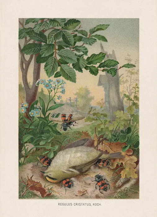 Framed Print : Dead goldcrest and burying beetles, chromolithograph, published in 1887 Framed Print : Dead goldcrest and burying beetles, chromolithograph, published in 1887