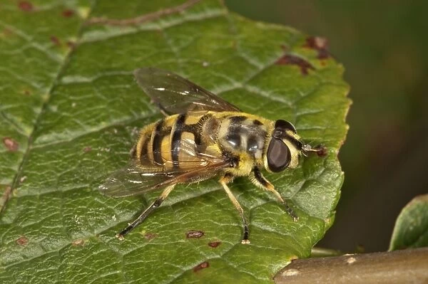 Dead Head Hoverfly -Myathropa florea-, female, Untergroeningen, Baden-Wuerttemberg, Germany, Europe