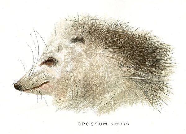 Dead opossum head lithograph 1897