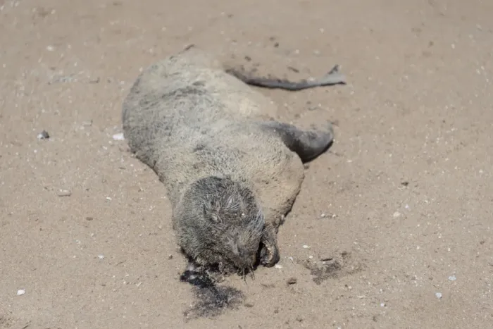 Framed Print : Dead seal pup, Brown Fur Seal or Cape Fur Seal -Arctocephalus pusillus-, Dorob National Park, Cape Cross, Namibia Framed Print : Dead seal pup, Brown Fur Seal or Cape Fur Seal -Arctocephalus pusillus-, Dorob National Park, Cape Cross, Namibia