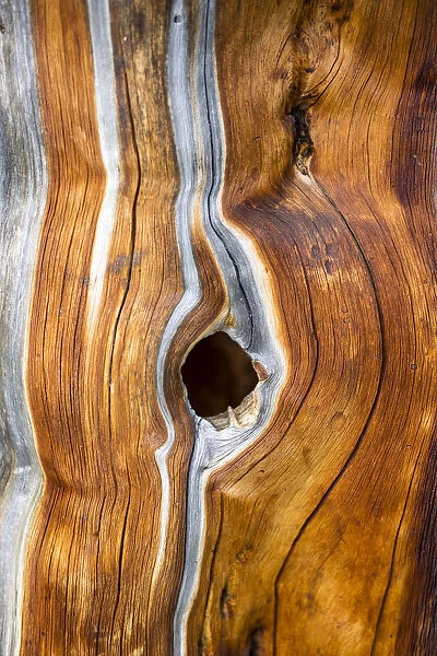 Dead Swiss Stone Pine -Pinus cembra-, detail