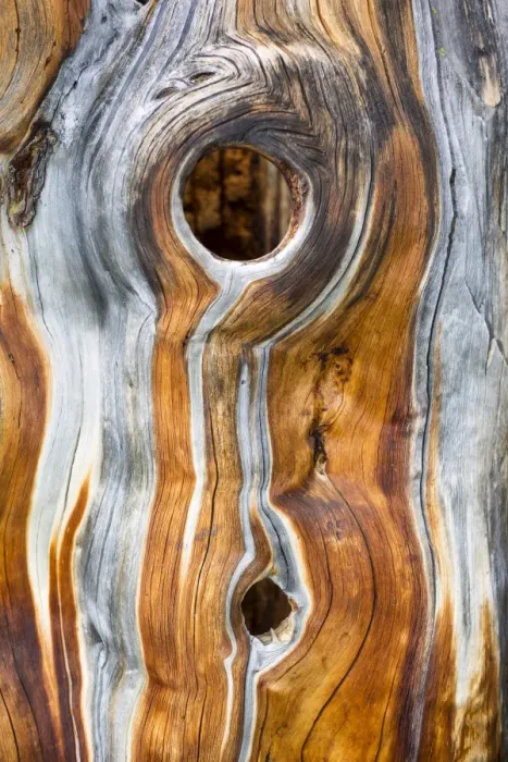 Framed Print : Dead Swiss Stone Pine -Pinus cembra-, detail Framed Print : Dead Swiss Stone Pine -Pinus cembra-, detail