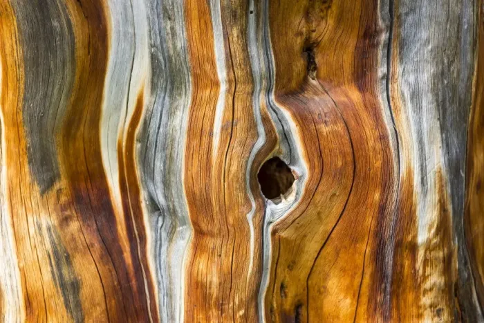 Framed Print : Dead Swiss Stone Pine -Pinus cembra-, detail Framed Print : Dead Swiss Stone Pine -Pinus cembra-, detail