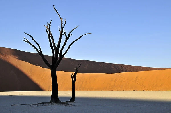 Dead tree in the Dead Vlei, Deadvlei clay pan in the morning light, Namib Desert, Namib-Naukluft National Park, Namibia, Africa