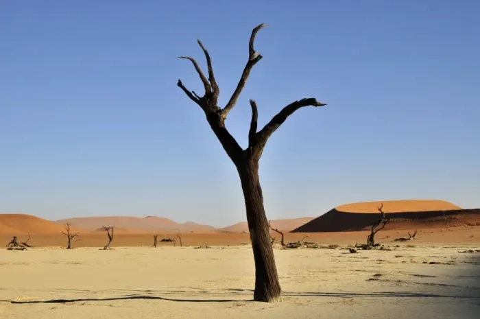 Framed Print : Dead tree in the Dead Vlei, Deadvlei clay pan in the morning light, Namib Desert, Namib-Naukluft National Park, Namibia, Africa