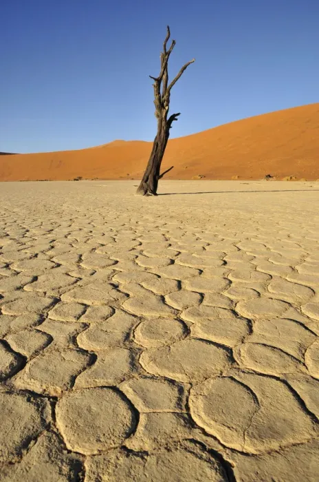 Framed Print : Dead tree in the Dead Vlei, Deadvlei clay pan in the morning light, Namib Desert, Namib-Naukluft National Park, Namibia, Africa Framed Print : Dead tree in the Dead Vlei, Deadvlei clay pan in the morning light, Namib Desert, Namib-Naukluft National Park, Namibia, Africa