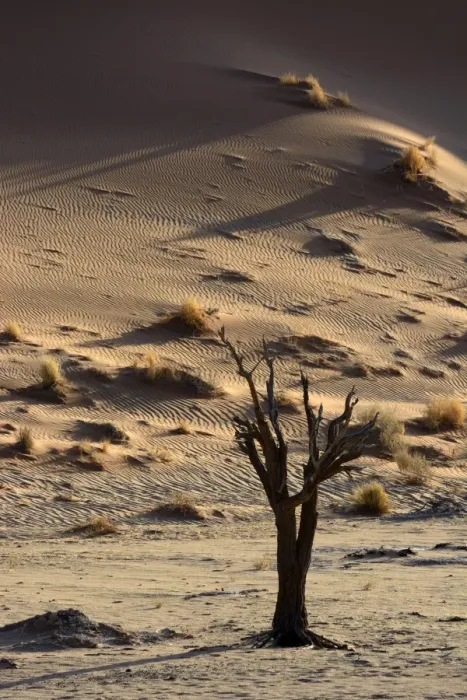 Framed Print : Dead tree in a desert landscape, Namib, Hardap Region, Namibia Framed Print : Dead tree in a desert landscape, Namib, Hardap Region, Namibia