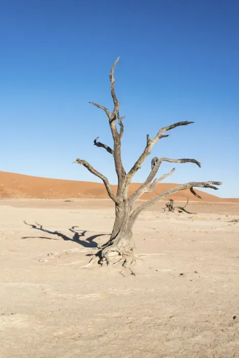 Framed Print : Dead tree in a dried-up salt and clay pan, Dead Pan, Sossusvlei, Namib Desert, Namibia Framed Print : Dead tree in a dried-up salt and clay pan, Dead Pan, Sossusvlei, Namib Desert, Namibia