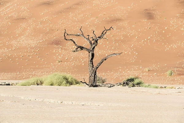 Dead tree in salt and clay pan, Dead Pan, Sossusvlei, UNESCO World Heritage Site, Namib Desert, Namibia
