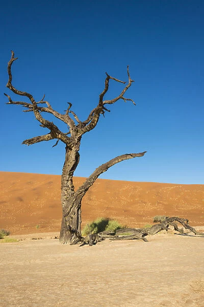 Dead tree in the salt and clay pan, Dead Pan, Sossusvlei, Namib Desert, Namibia