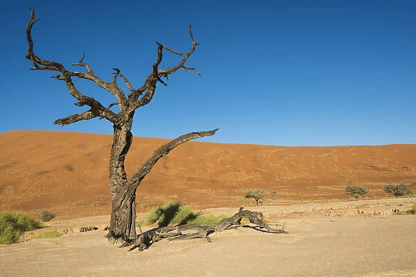 Dead tree in the salt and clay pan, Dead Pan, Sossusvlei, Namib Desert, Namibia