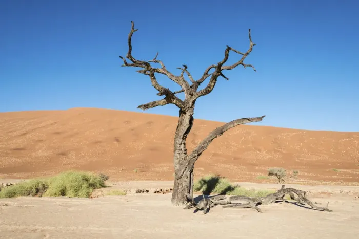 Framed Print : Dead tree in the salt and clay pan, Deadvlei, Sossusvlei, Namib Desert, Namibia Framed Print : Dead tree in the salt and clay pan, Deadvlei, Sossusvlei, Namib Desert, Namibia