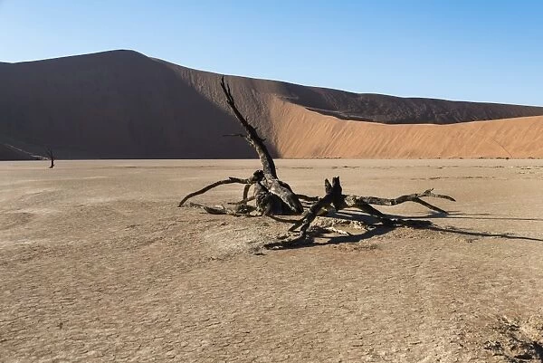 Dead tree in the salt and clay pan, Deadvlei, Sossusvlei, Namib Desert, Namibia
