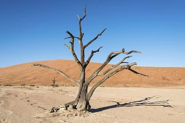 Dead tree in a salt and clay pan, Deadvlei, Sossusvlei, Namib Desert, Namibia