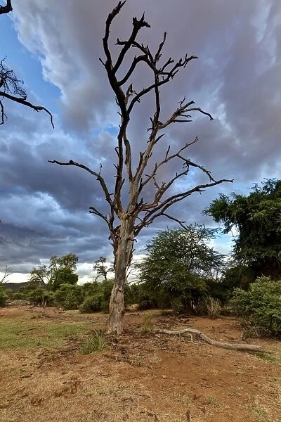 Dead tree in the Samburu National Reserve, typical landscape on the Ewaso Ng iro river, Kenya, East Africa, PublicGround