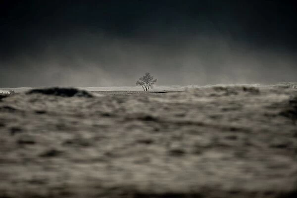 A dead tree on the sand dune, MT. Bromo, Indonesia