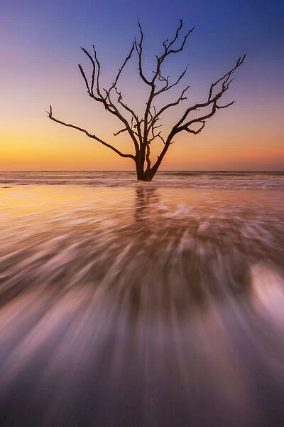 Dead tree in seawater