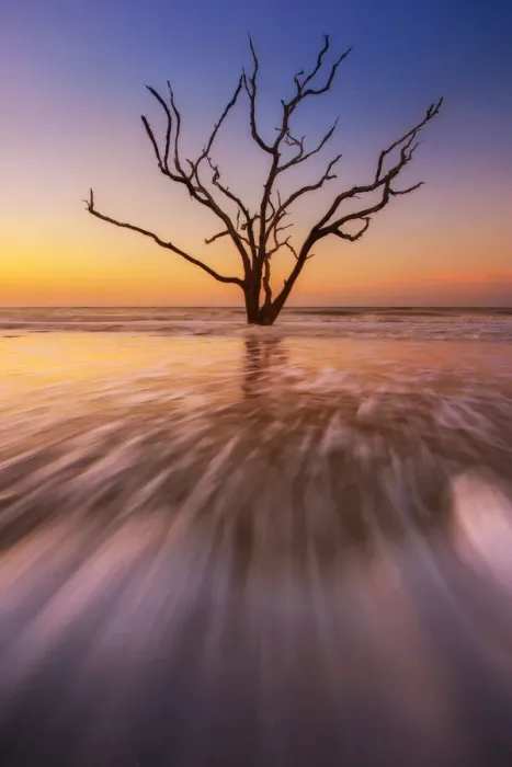 Framed Print : Dead tree in seawater Framed Print : Dead tree in seawater