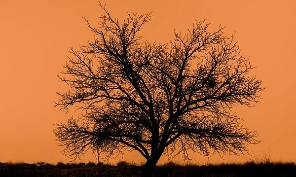 dead tree silhouette with orange background