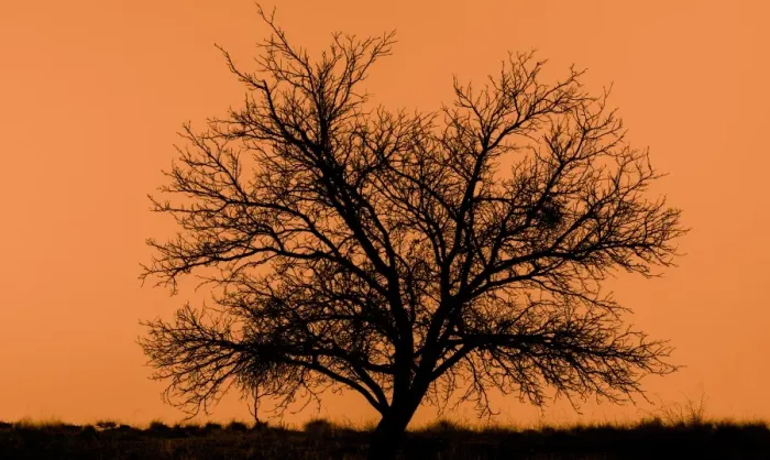 Framed Print : dead tree silhouette with orange background Framed Print : dead tree silhouette with orange background