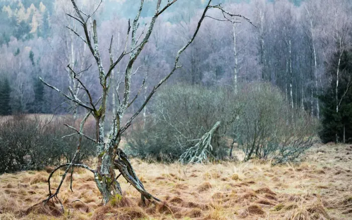 Framed Print : Dead tree standing on a meadow Framed Print : Dead tree standing on a meadow