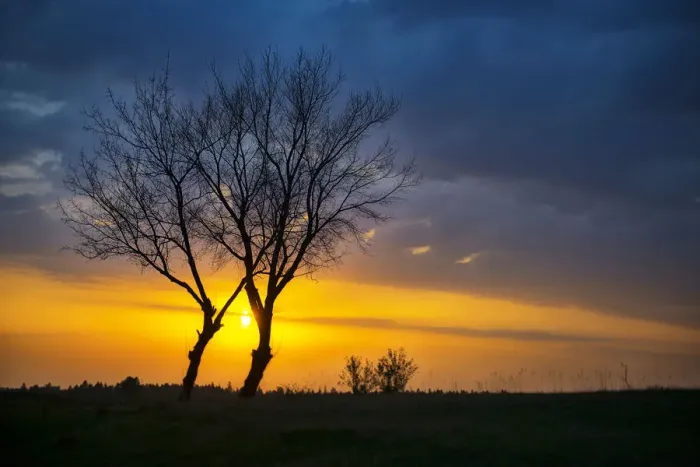 Framed Print : Dead tree with sunset at Changbaisan Framed Print : Dead tree with sunset at Changbaisan