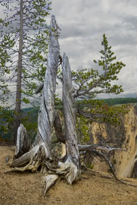 Framed Print : Dead Tree, Yellowstone National Park Framed Print : Dead Tree, Yellowstone National Park